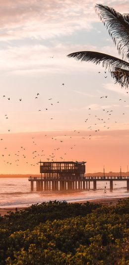 [2436x1125]海岸 飞鸟 晚霞 唯美 苹果手机壁纸图片