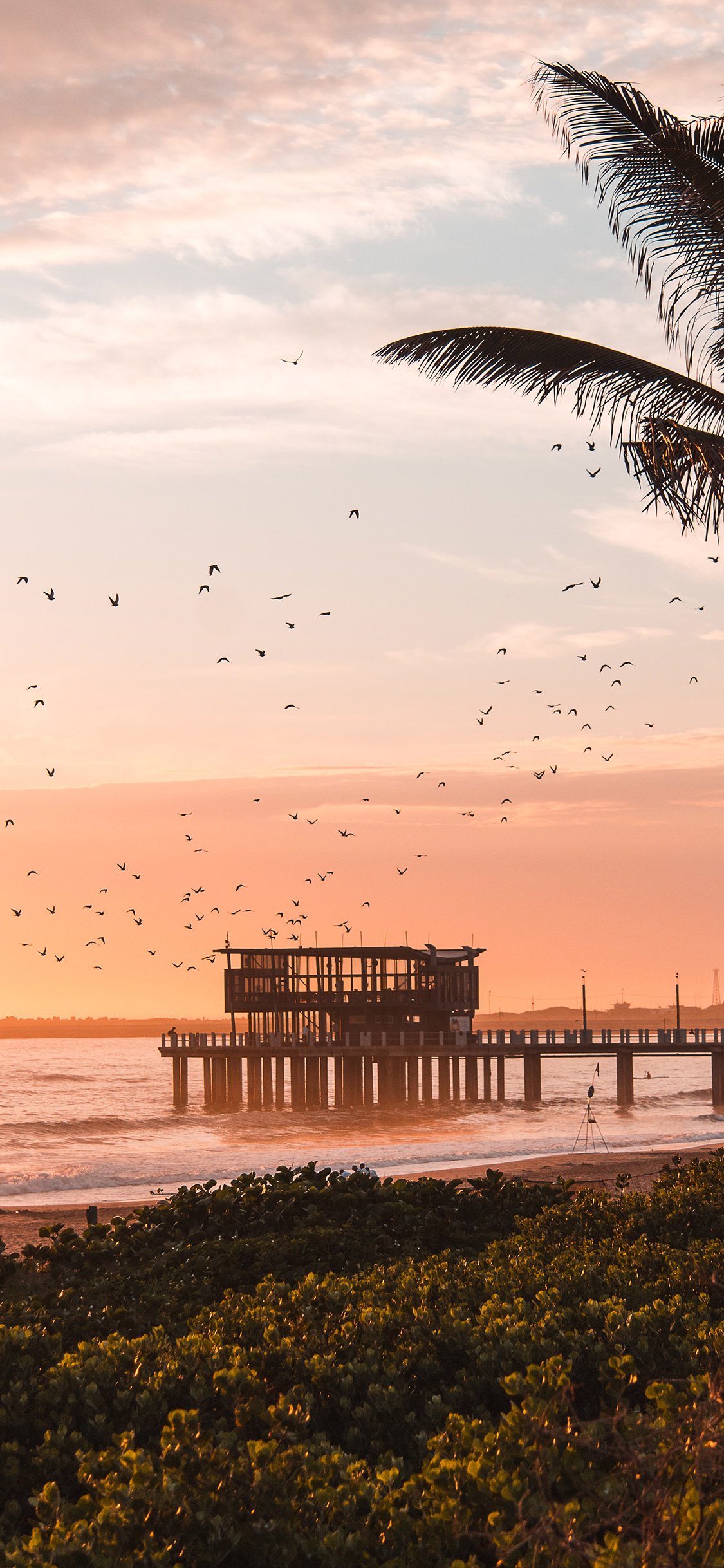 [2436×1125]海岸 飞鸟 晚霞 唯美 苹果手机壁纸图片