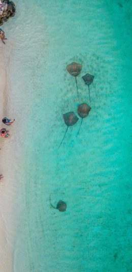 [2436x1125]海岸 鳐鱼 浅水 海鱼 苹果手机壁纸图片