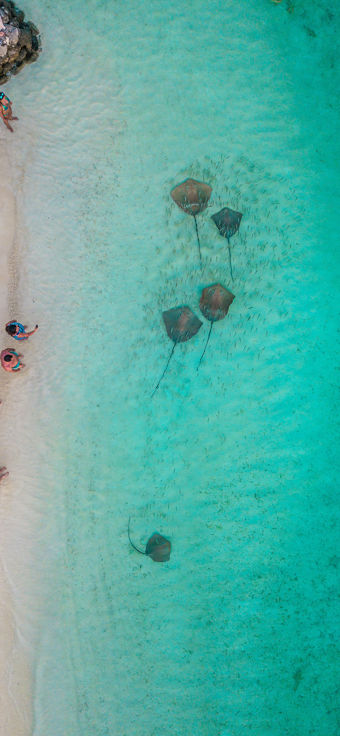 [2436×1125]海岸 鳐鱼 浅水 海鱼 苹果手机壁纸图片
