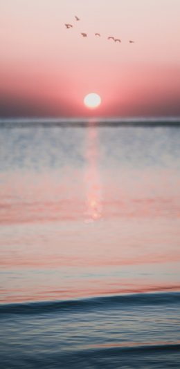 [2436x1125]海平面 夕阳 大海 飞鸟 苹果手机壁纸图片