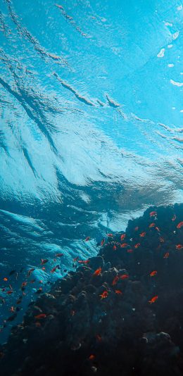[2436x1125]海底 海水 大海 珊瑚礁 鱼群 苹果手机壁纸图片