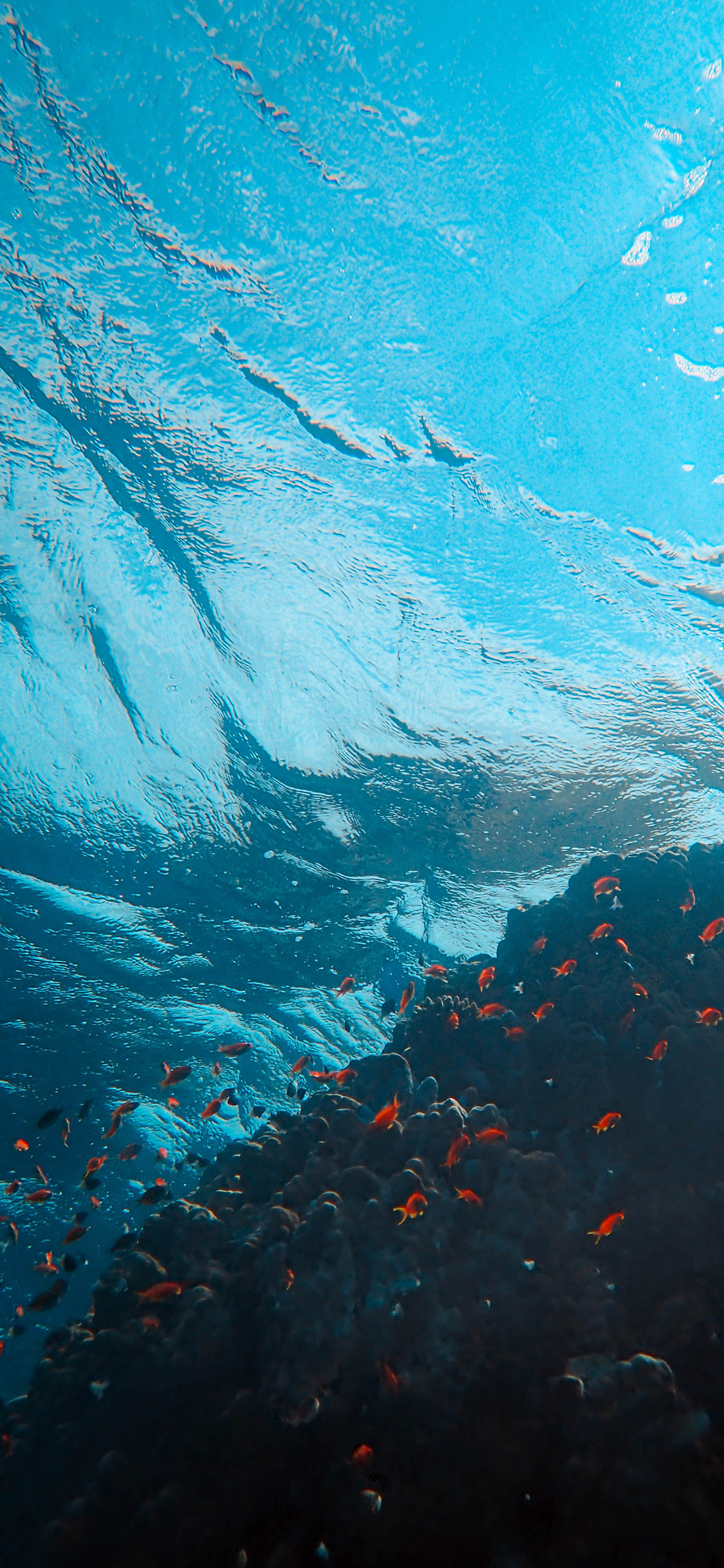 [2436×1125]海底 海水 大海 珊瑚礁 鱼群 苹果手机壁纸图片