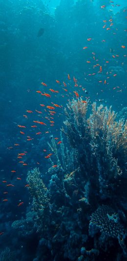 [2436x1125]海底 海洋 珊瑚 鱼群 苹果手机壁纸图片