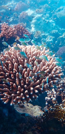 [2436x1125]海底 珊瑚 珊瑚虫 鱼群