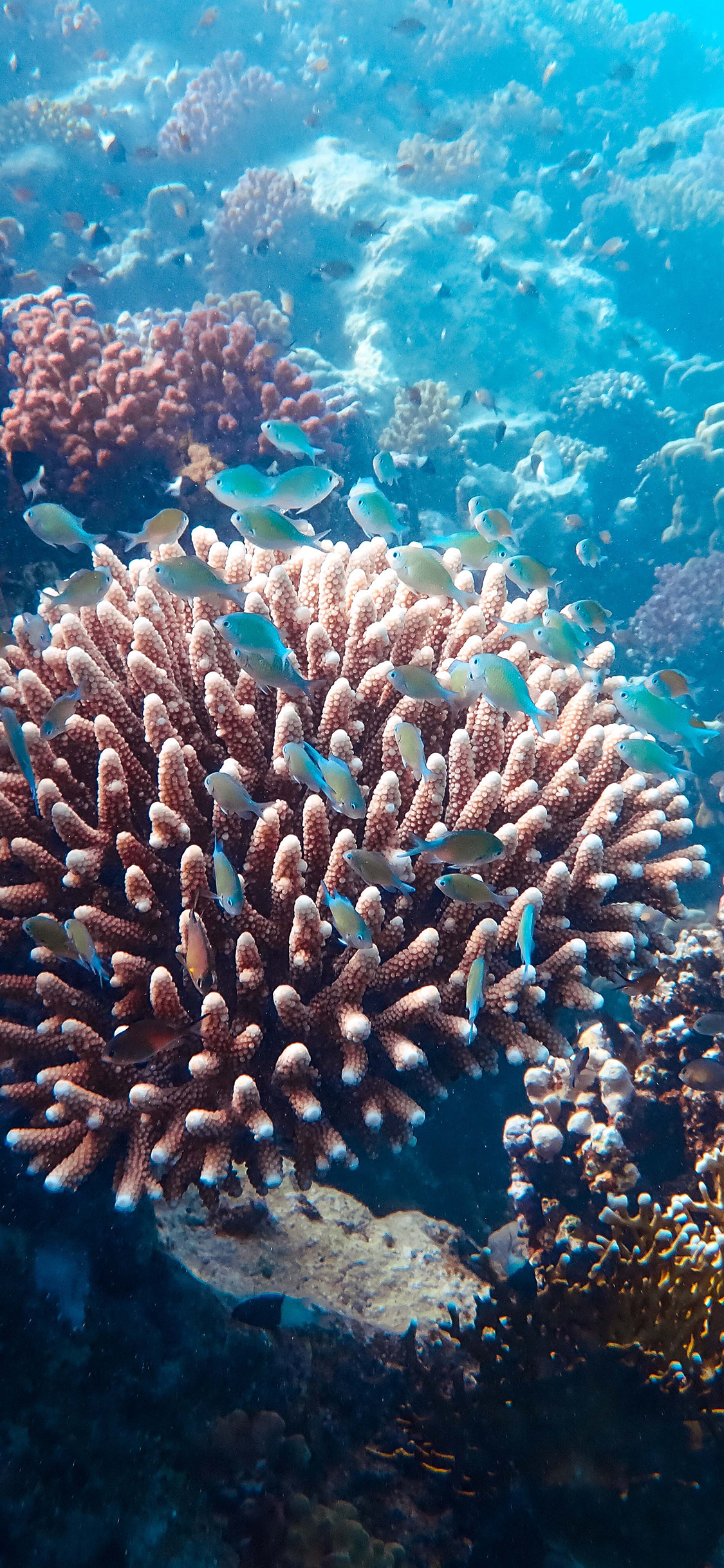 [2436×1125]海底 珊瑚 珊瑚虫 鱼群