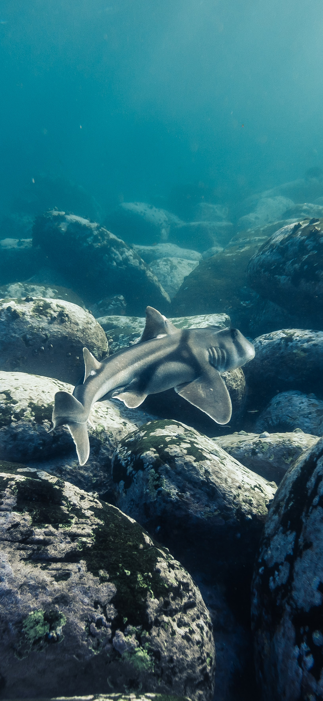 [2436×1125]海底 鲨鱼 岩石 鱼类 苹果手机壁纸图片