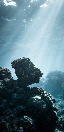 [2436x1125]海底世界 深海 珊瑚 光束 苹果手机壁纸图片