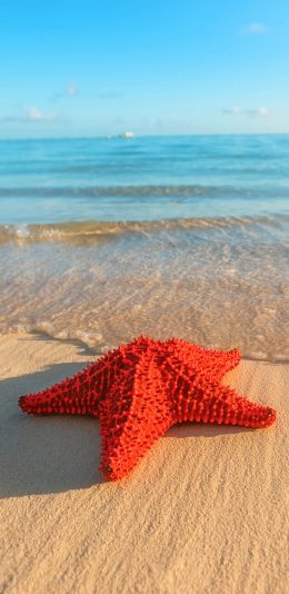 [2436x1125]海星 沙滩 海岸 阳光 大海 苹果手机壁纸图片