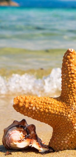 [2436x1125]海星 海螺 沙滩 大海 海浪 海岸 苹果手机壁纸图片