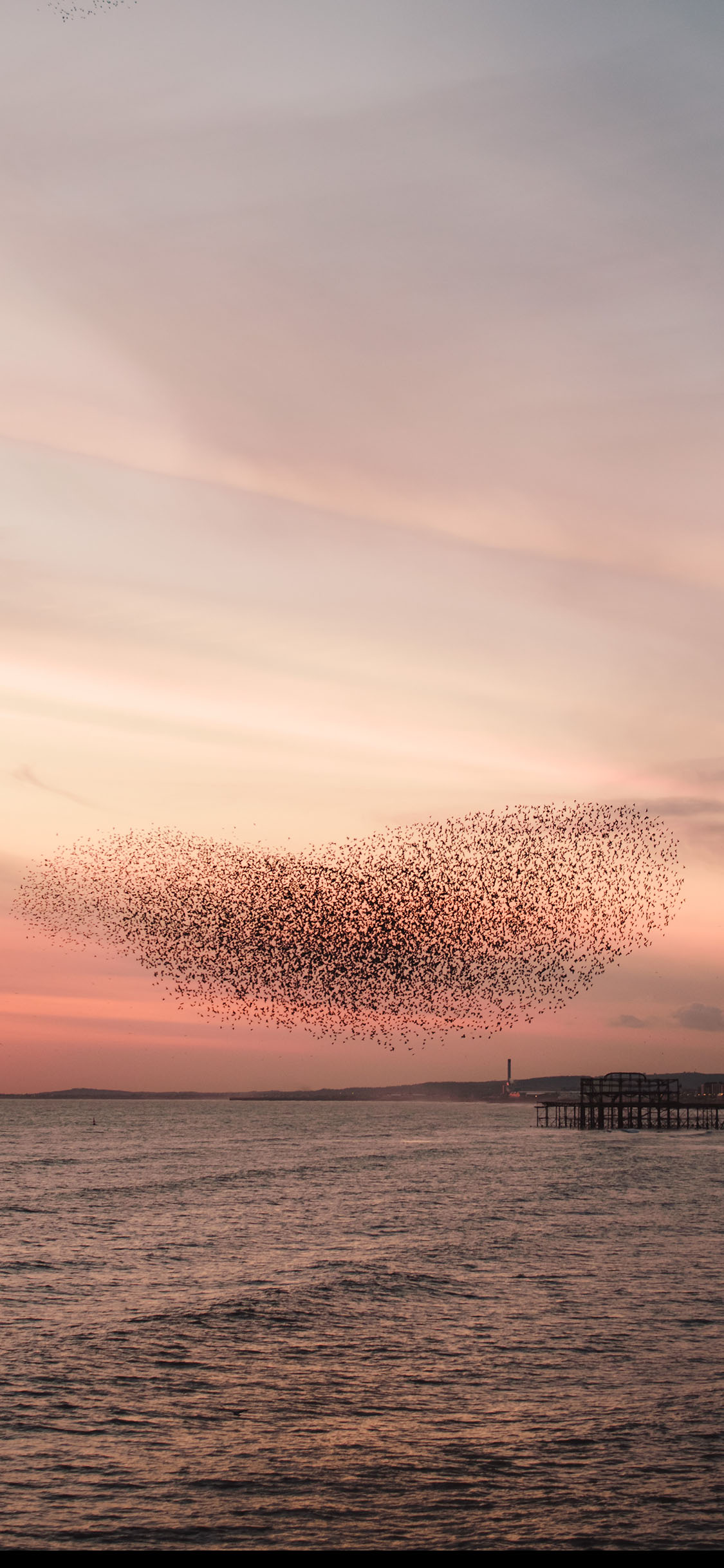 [2436×1125]海景 晚霞 鸟群 唯美 苹果手机壁纸图片
