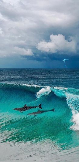 [2436x1125]海洋 大海 海豚 海浪 苹果手机壁纸图片