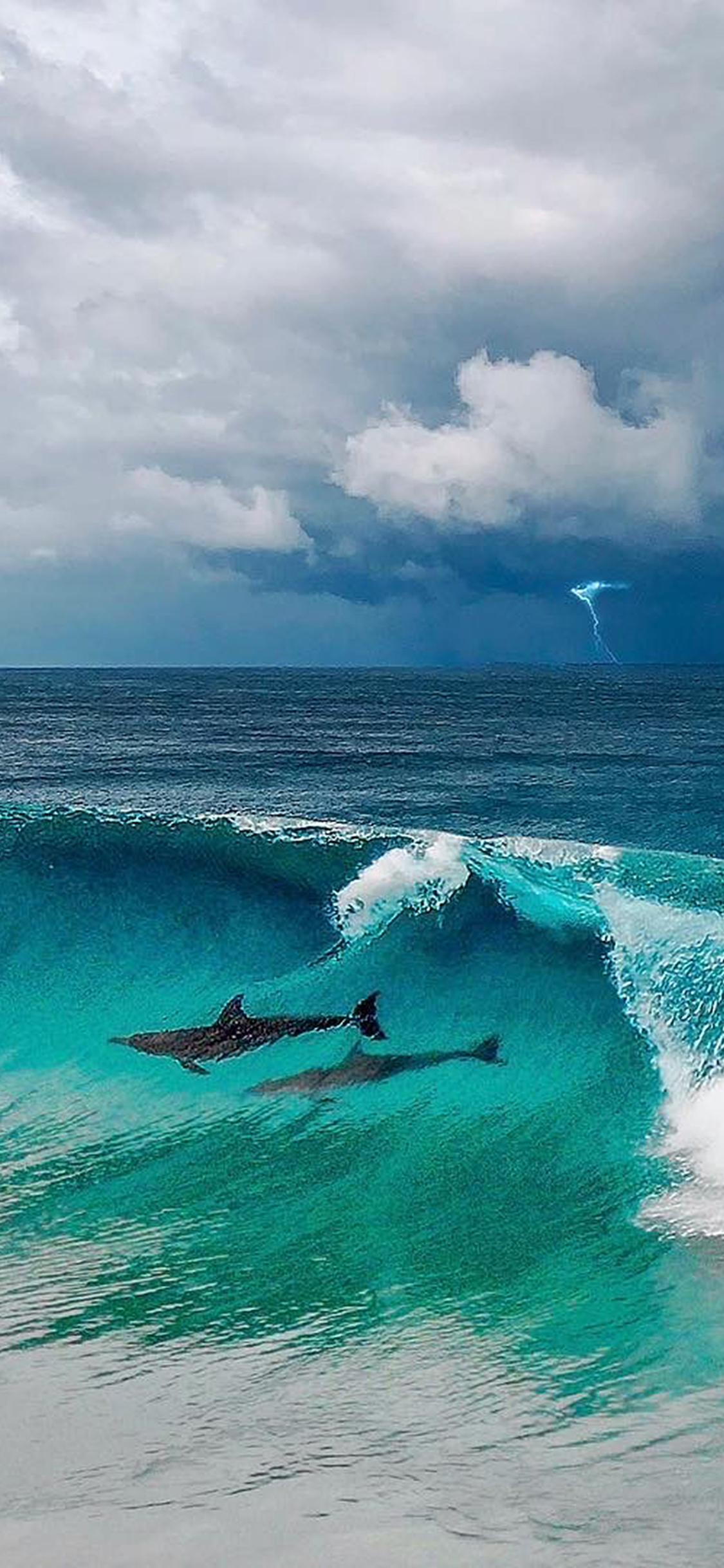 [2436×1125]海洋 大海 海豚 海浪 苹果手机壁纸图片