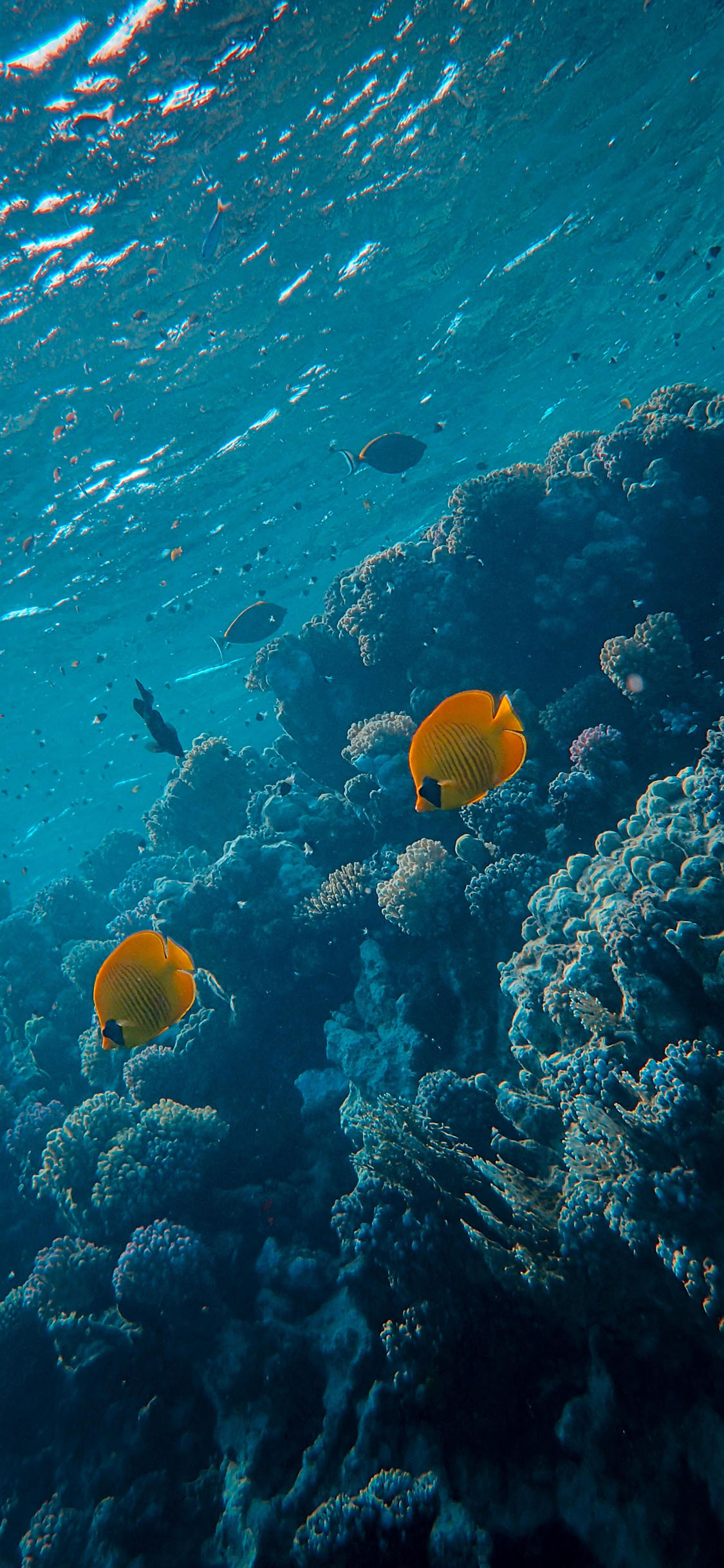 [2436×1125]海洋 海底 珊瑚 鱼群 苹果手机壁纸图片
