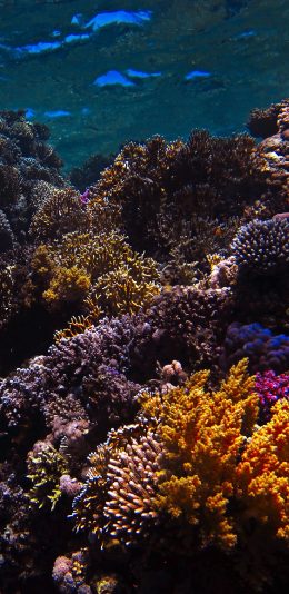 [2436x1125]海洋 海底世界 珊瑚 生态 苹果手机壁纸图片
