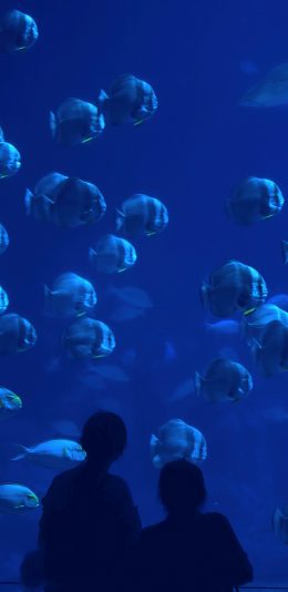 [2436x1125]海洋馆 鱼群 背影 蓝色 苹果手机壁纸图片