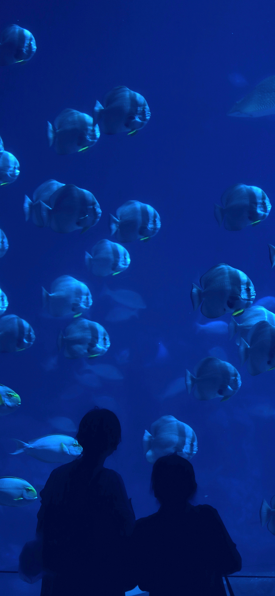 [2436×1125]海洋馆 鱼群 背影 蓝色 苹果手机壁纸图片