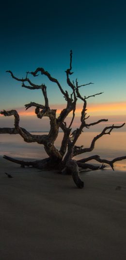 [2436x1125]海滩 夕阳 枯木 自然美景 苹果手机壁纸图片