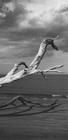 [2436x1125]海滩 枯木 黑白 天空 苹果手机壁纸图片