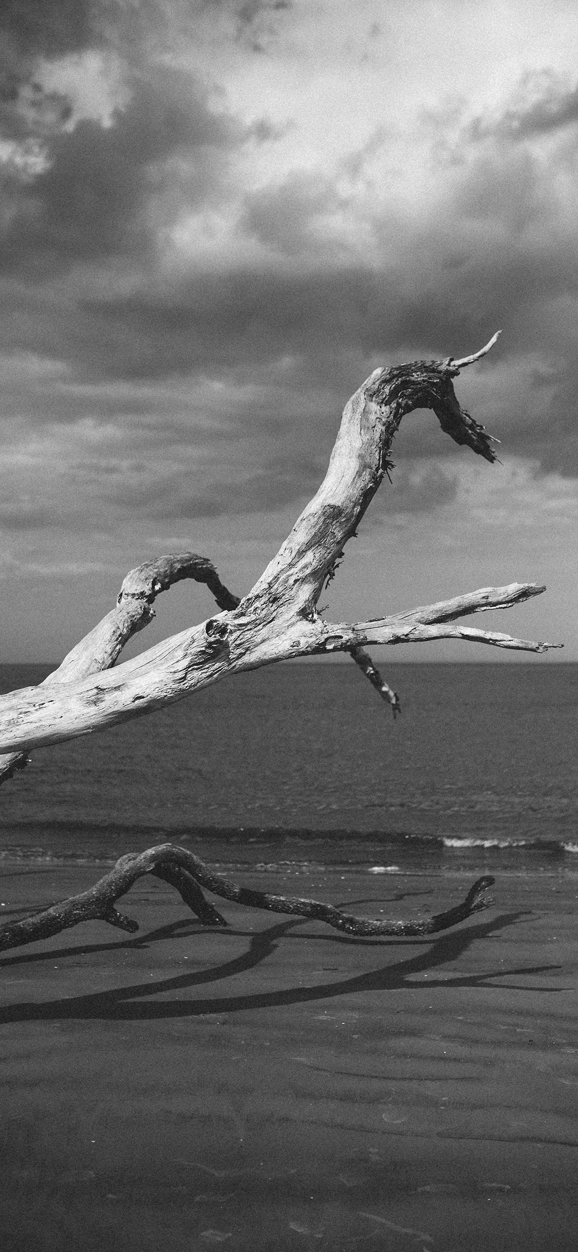 [2436×1125]海滩 枯木 黑白 天空 苹果手机壁纸图片