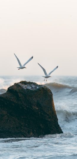 [2436x1125]海燕 岩石 大海 海浪 苹果手机壁纸图片
