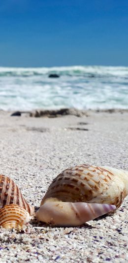 [2436x1125]海螺 沙滩 大海 海岸 苹果手机壁纸图片