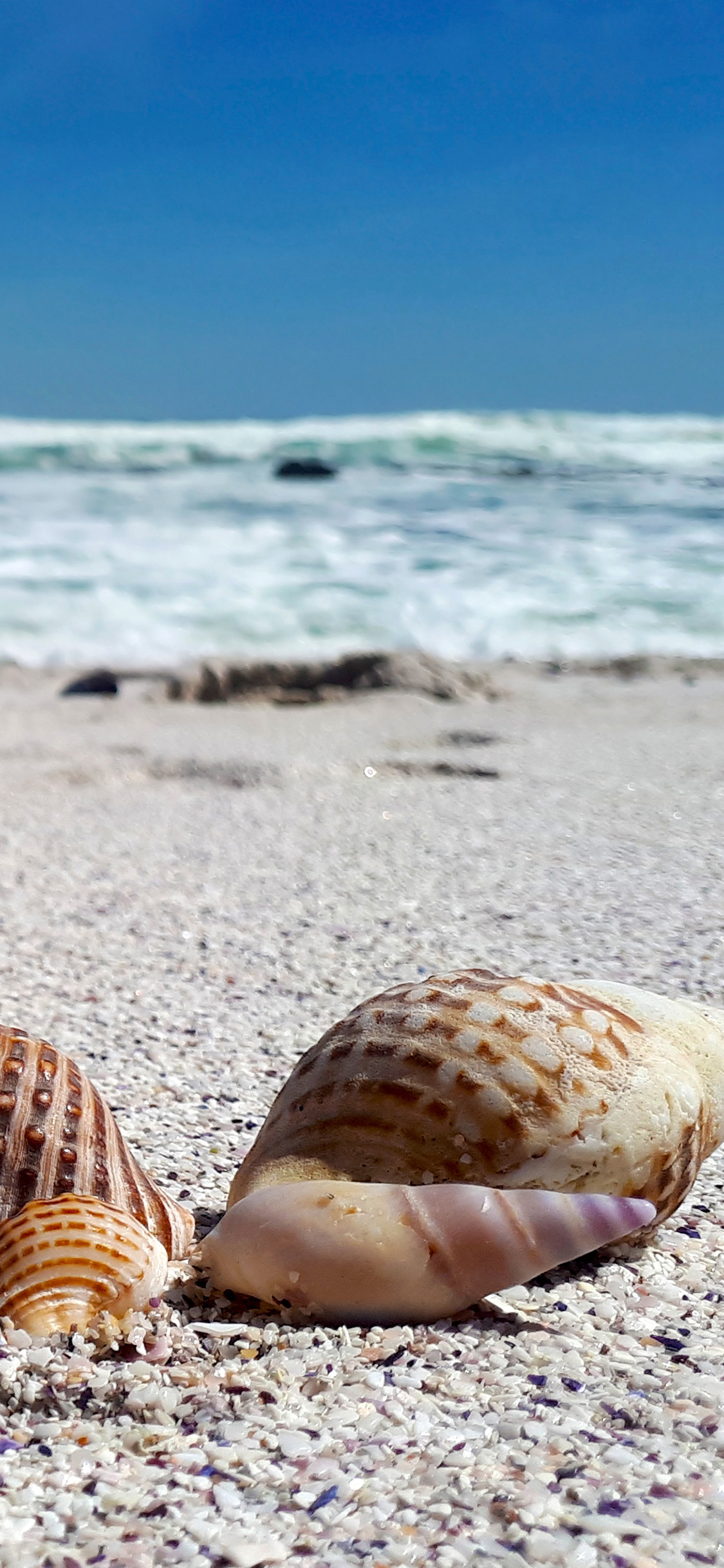 [2436×1125]海螺 沙滩 大海 海岸 苹果手机壁纸图片