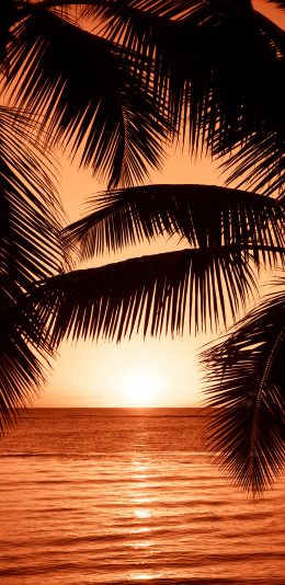 [2436x1125]海边 落日 晚霞 椰树 美景 苹果手机壁纸图片