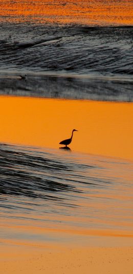 [2436x1125]海边美景 海浪 黄昏 鸭子 苹果手机壁纸图片