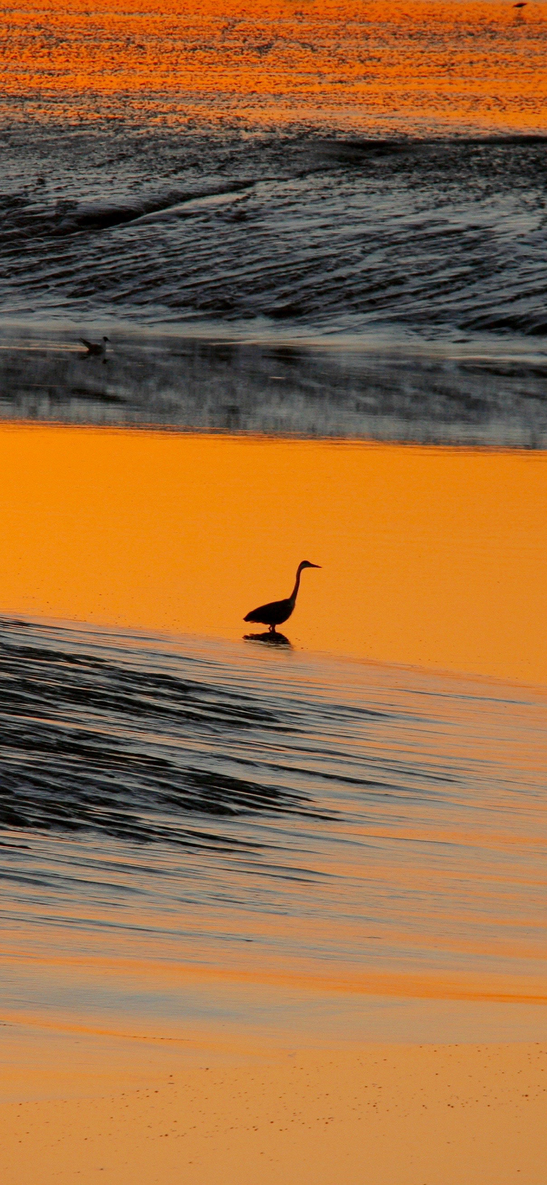 [2436×1125]海边美景 海浪 黄昏 鸭子 苹果手机壁纸图片