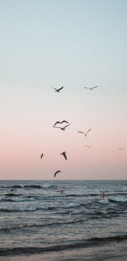 [2436x1125]海鸟 海平面 海水 海浪 苹果手机壁纸图片