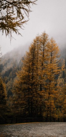 [2436x1125]深山 自然 树木 烟雾 美景 苹果手机壁纸图片