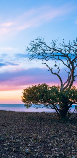 [2436x1125]渐变 唯美 天空 树木 苹果手机壁纸图片