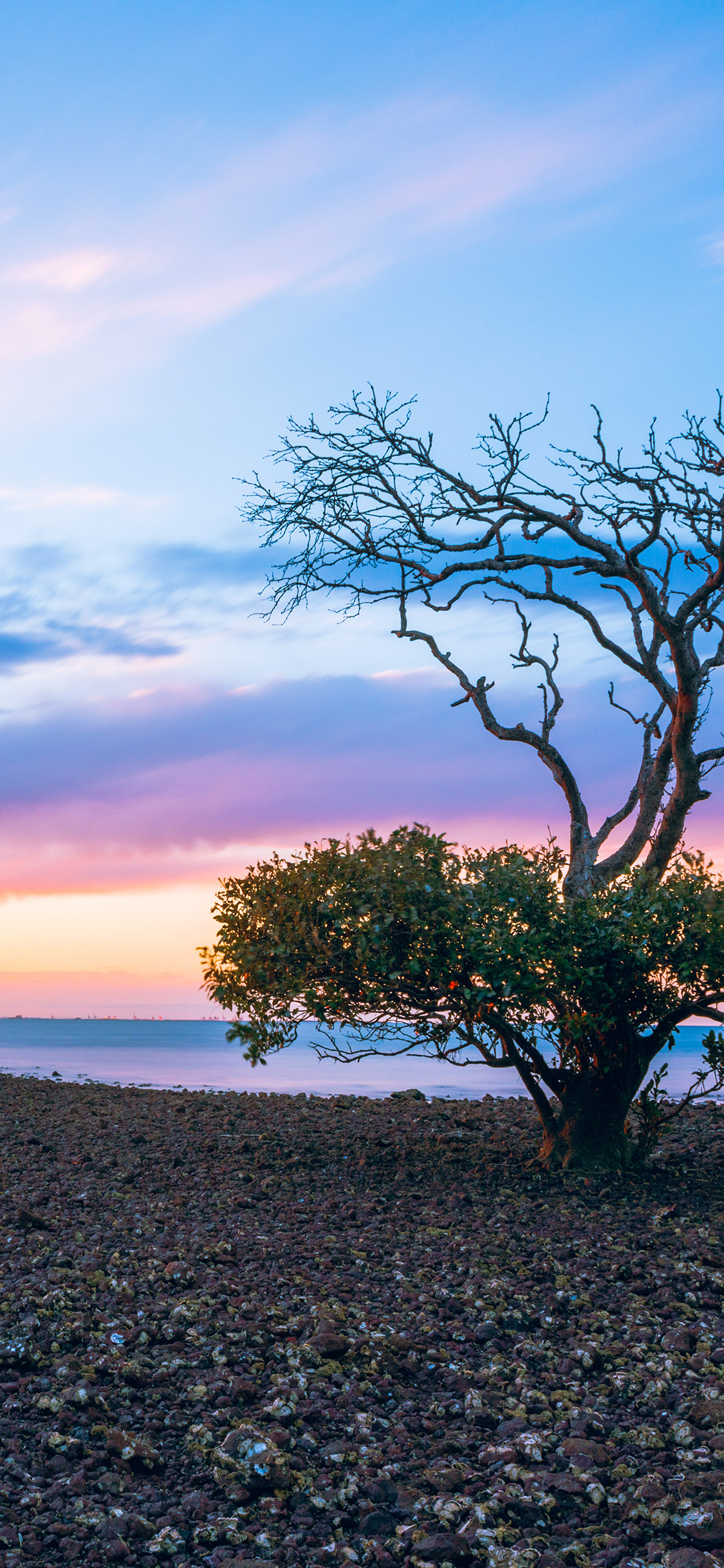[2436×1125]渐变 唯美 天空 树木 苹果手机壁纸图片