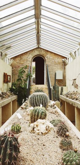 [2436x1125]温室 室内 仙人掌 种植 绿植 苹果手机壁纸图片