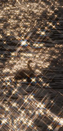 [2436x1125]湖泊 天鹅 波光粼粼 梦幻 苹果手机壁纸图片