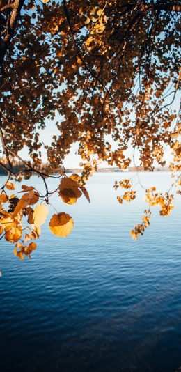 [2436x1125]湖泊 枝叶 枯黄 唯美 自然 苹果手机壁纸图片