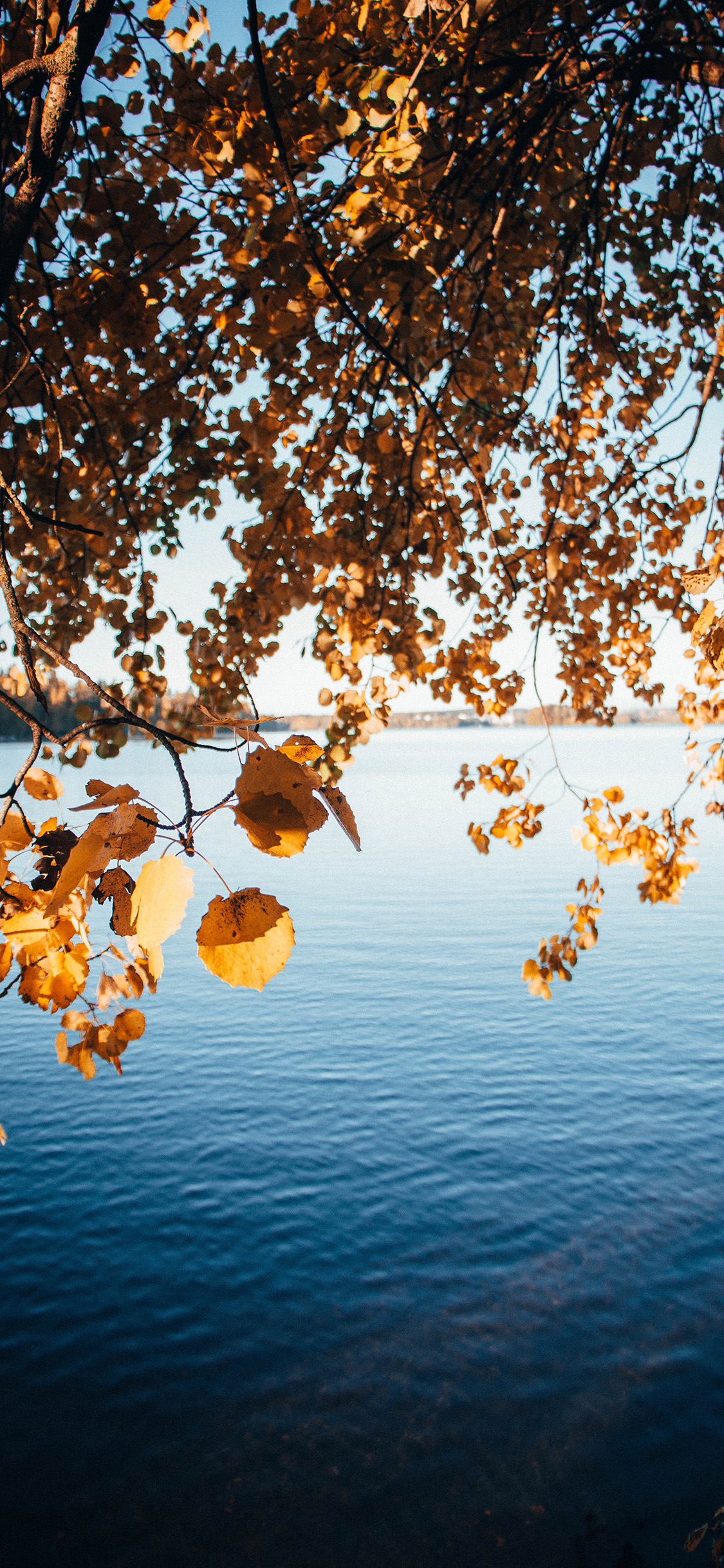 [2436×1125]湖泊 枝叶 枯黄 唯美 自然 苹果手机壁纸图片