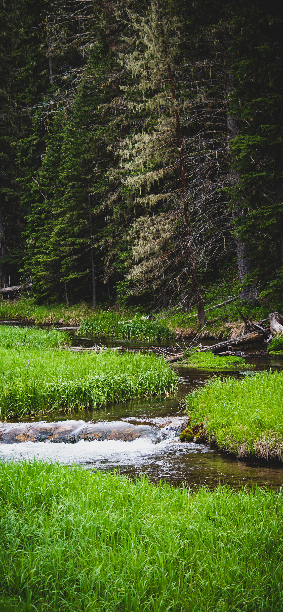 [2436×1125]溪流 树林 草地 湿地 苹果手机壁纸图片