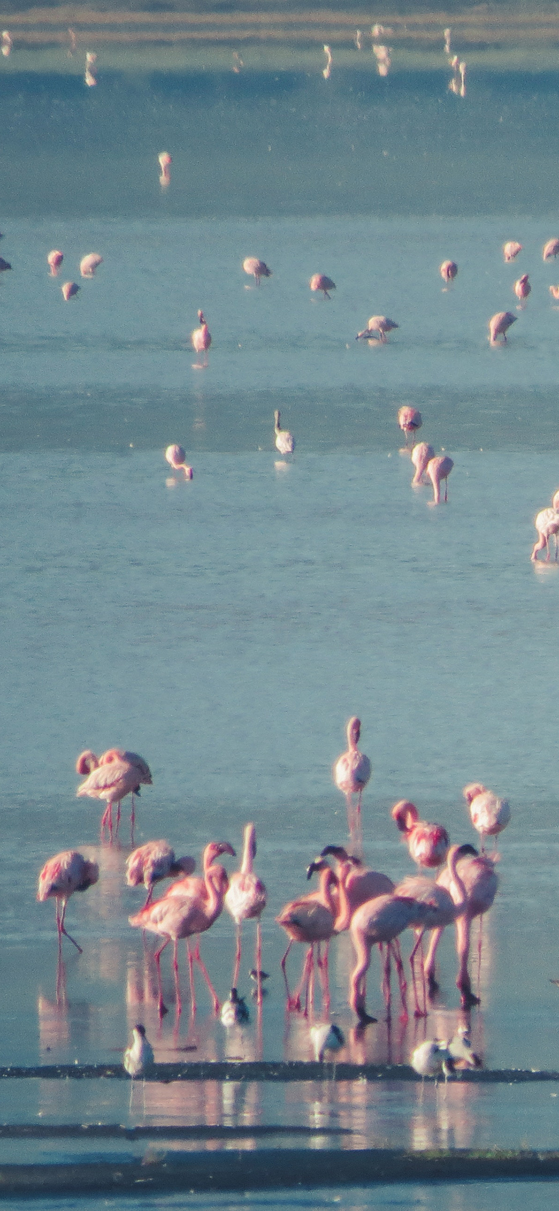 [2436×1125]火烈鸟 栖息地 湖岸 苹果手机壁纸图片