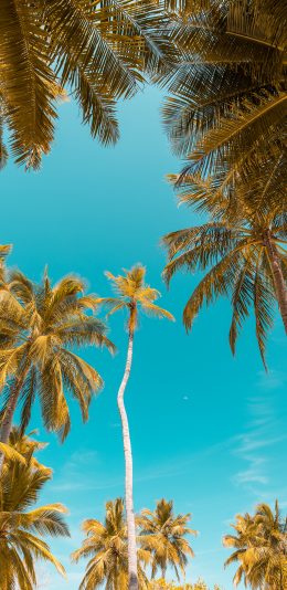 [2436x1125]热带 椰树 树木 蓝天 苹果手机壁纸图片