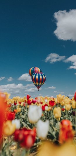 [2436x1125]热气球 天空 郁金香 鲜花 苹果手机壁纸图片