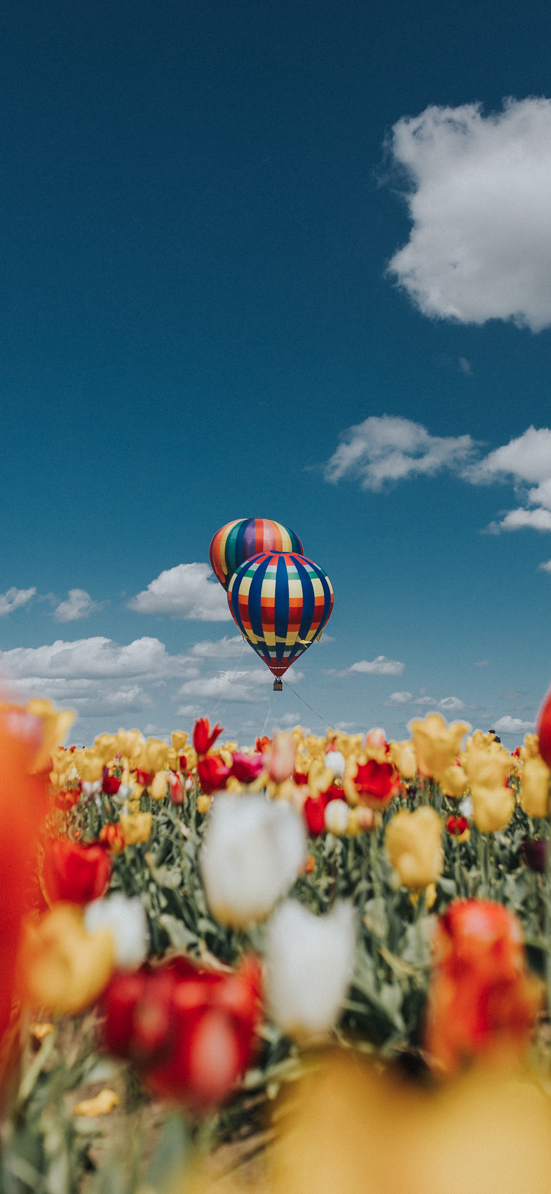 [2436×1125]热气球 天空 郁金香 鲜花 苹果手机壁纸图片