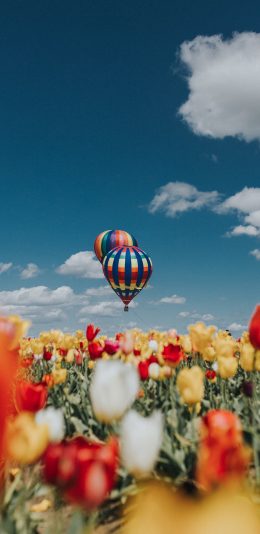 [2436x1125]热气球 花田 郁金香 天空 苹果手机壁纸图片
