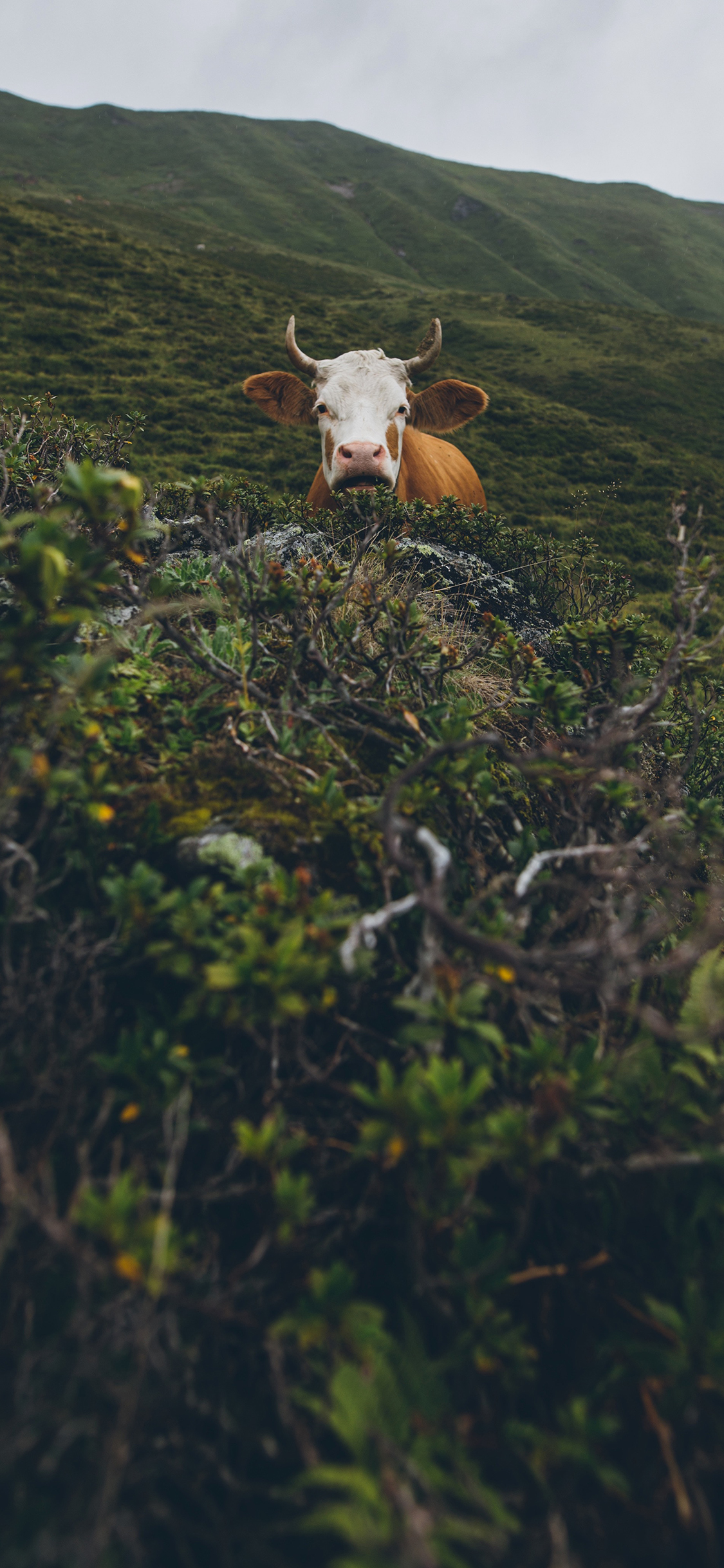 [2436×1125]牛头 草地 牛角 苹果手机壁纸图片