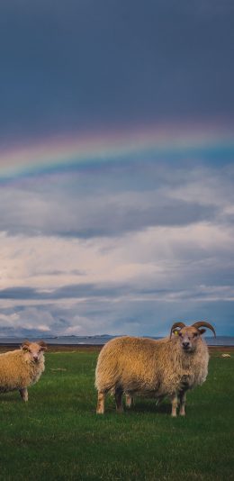 [2436x1125]牧羊 草原 羊群 彩虹 苹果手机壁纸图片