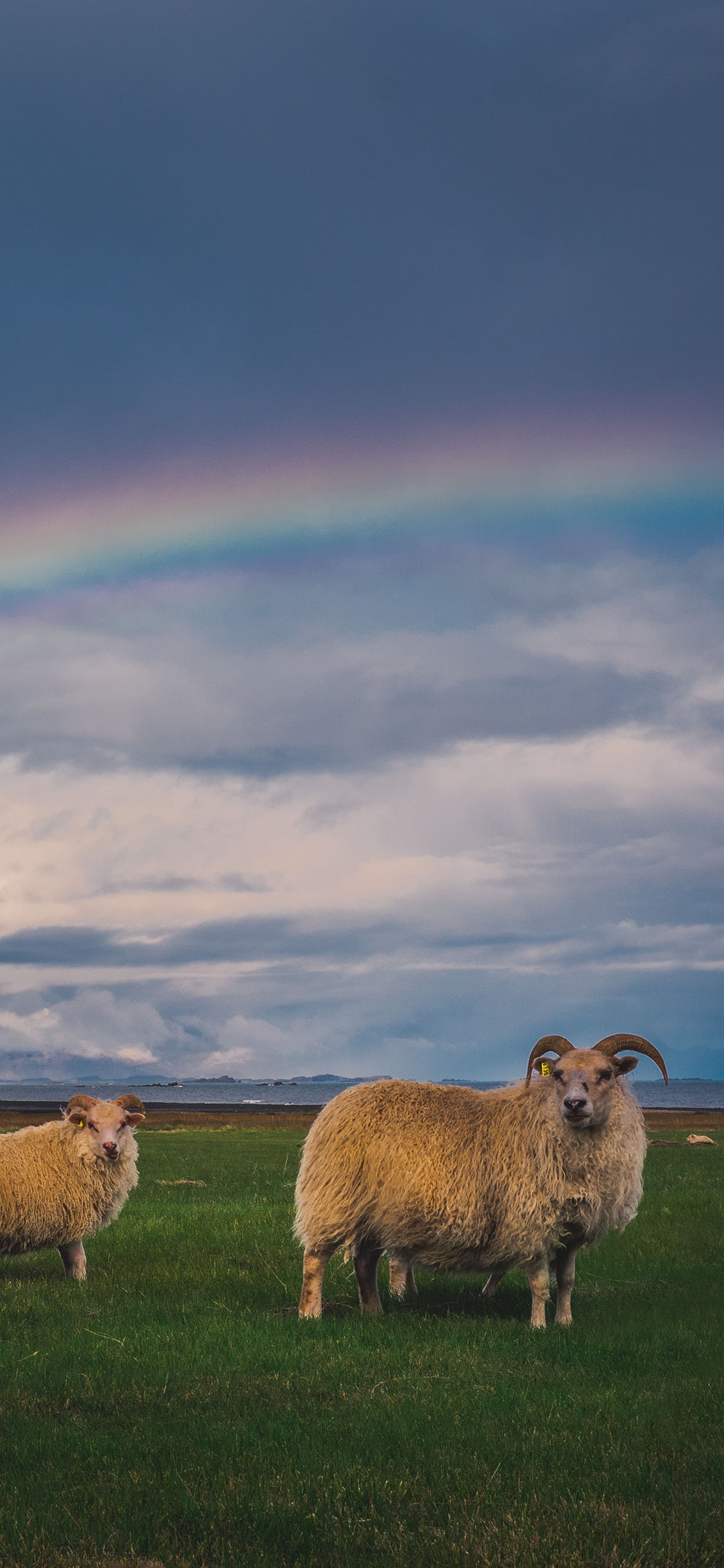 [2436×1125]牧羊 草原 羊群 彩虹 苹果手机壁纸图片