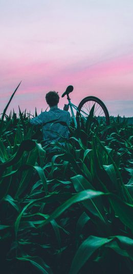 [2436x1125]玉米地 绿色 男孩 单车 自行车 背影 苹果手机壁纸图片