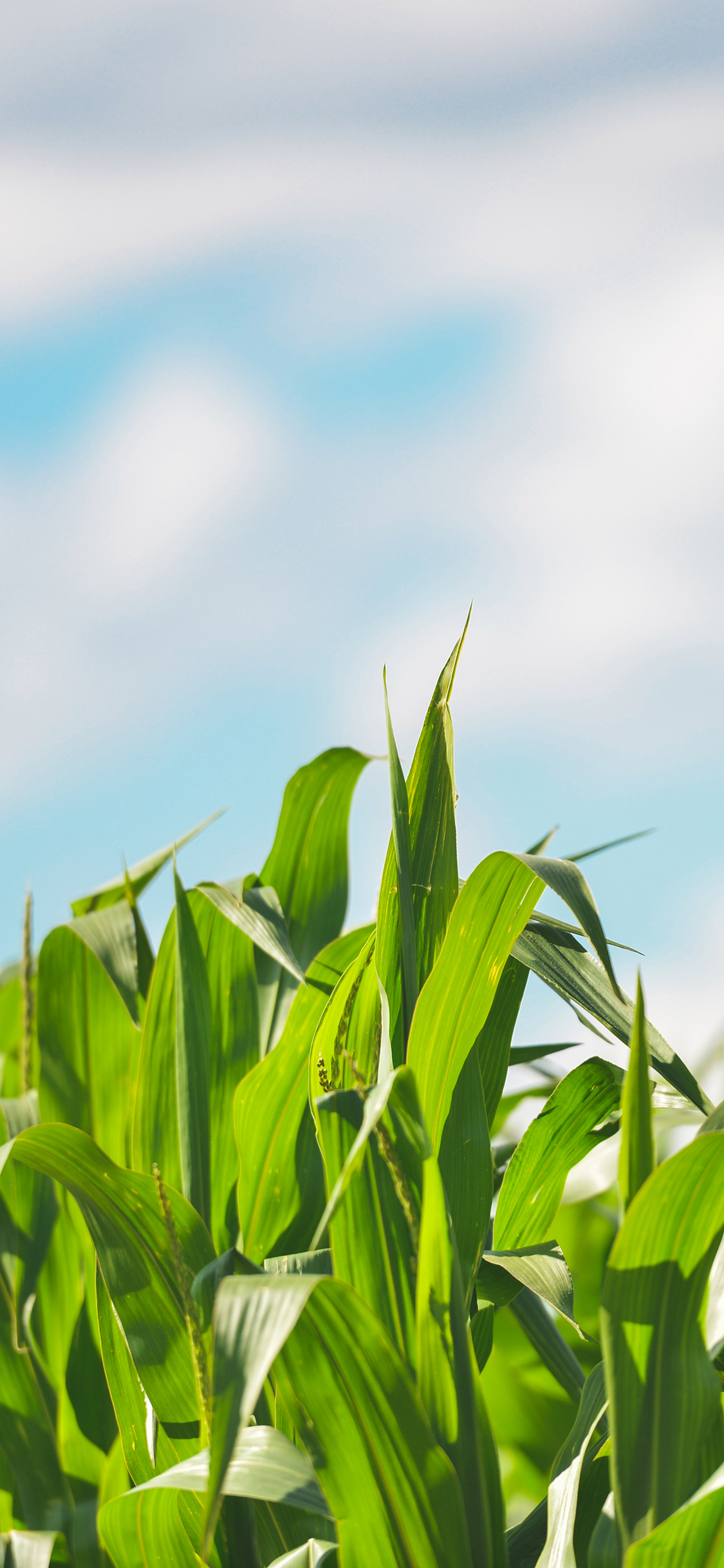 [2436×1125]玉米地 绿色 蓝天白云 枝叶 苹果手机壁纸图片