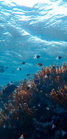 [2436x1125]珊瑚 海洋 海底 海水 苹果手机壁纸图片